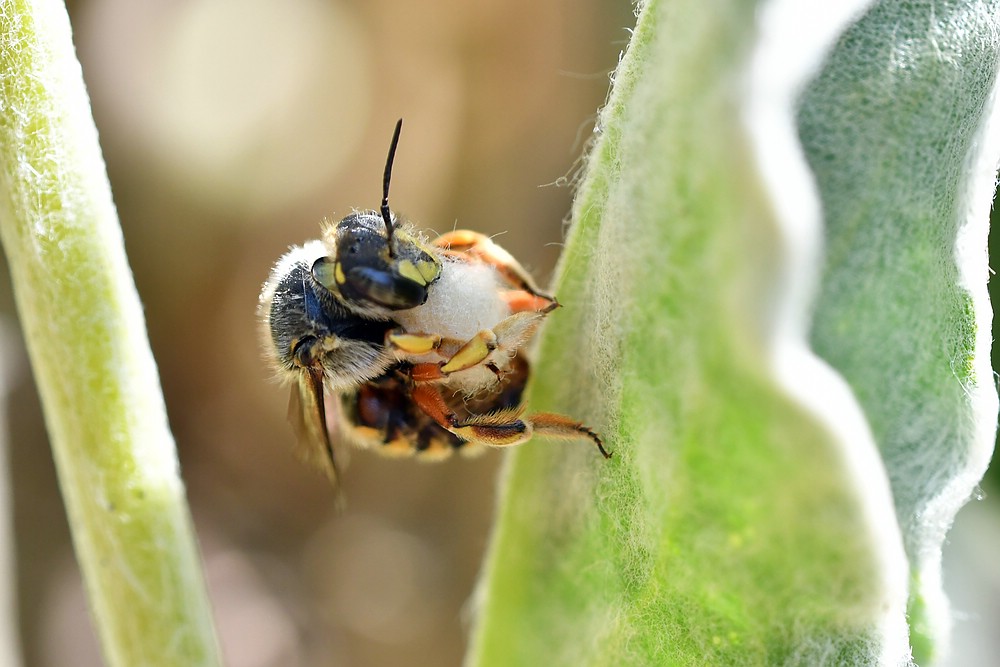 comp JEM 9417


Wollbiene (Anthidium manicatum) mit Nistmaterial