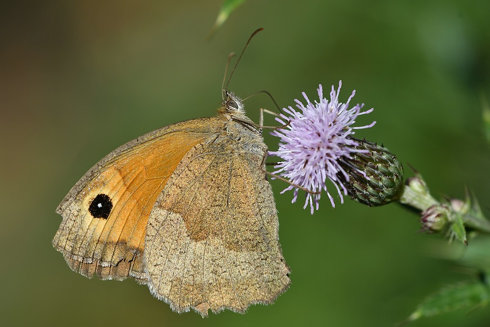 comp JEM 9648

Ochsenauge