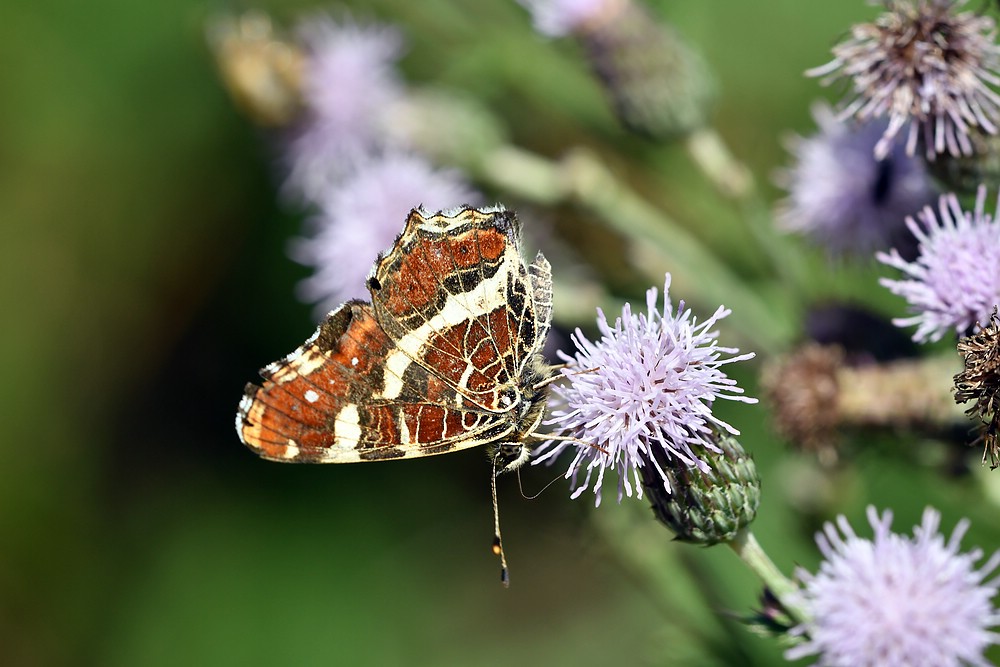 comp JEM 9846

Landkärtchen