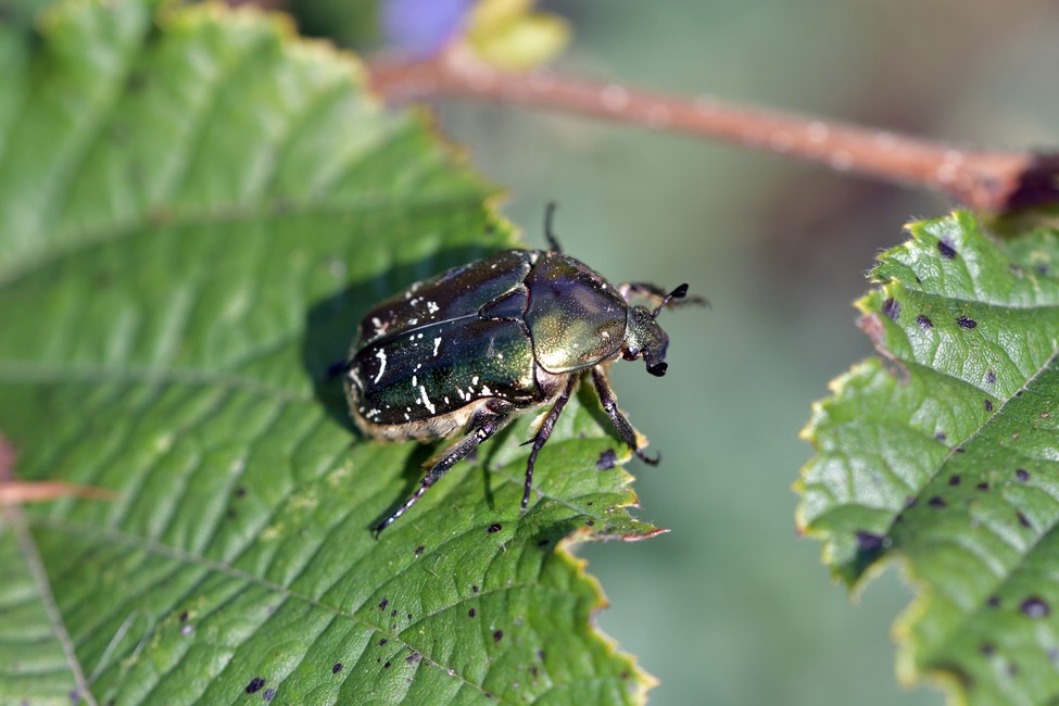 comp JEM 9929

Rosenkäfer