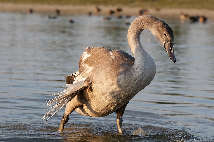 comp Jungschwan