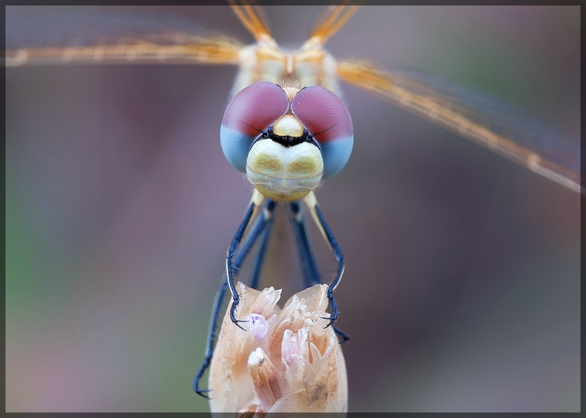 comp Libelle 1a