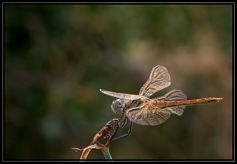 comp libelle gegenlich