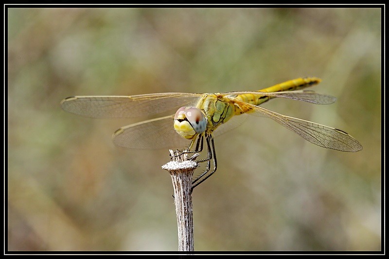 comp libelle schräg rechts2