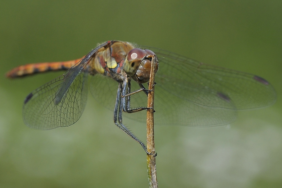 comp libelle1 neu