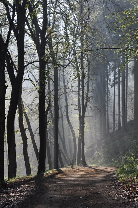 comp Licht im Wald (1)