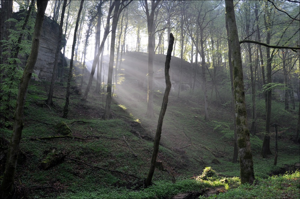 comp Licht im Wald (2)