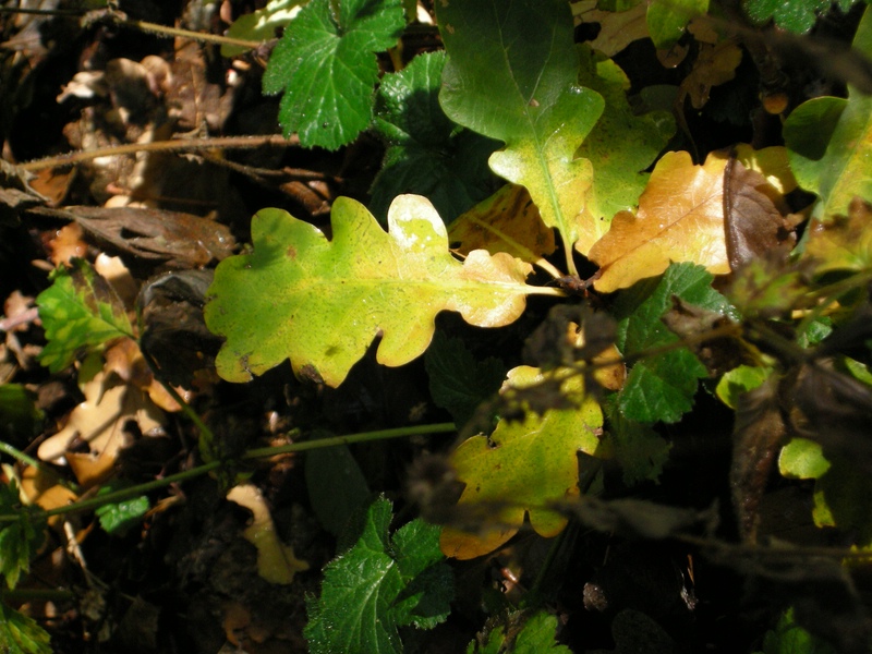comp Licht im Wald 3