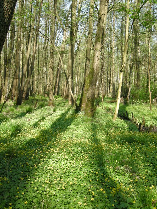 comp Licht im Wald 4