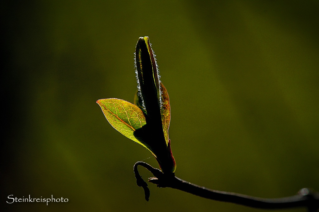 comp Lonicera