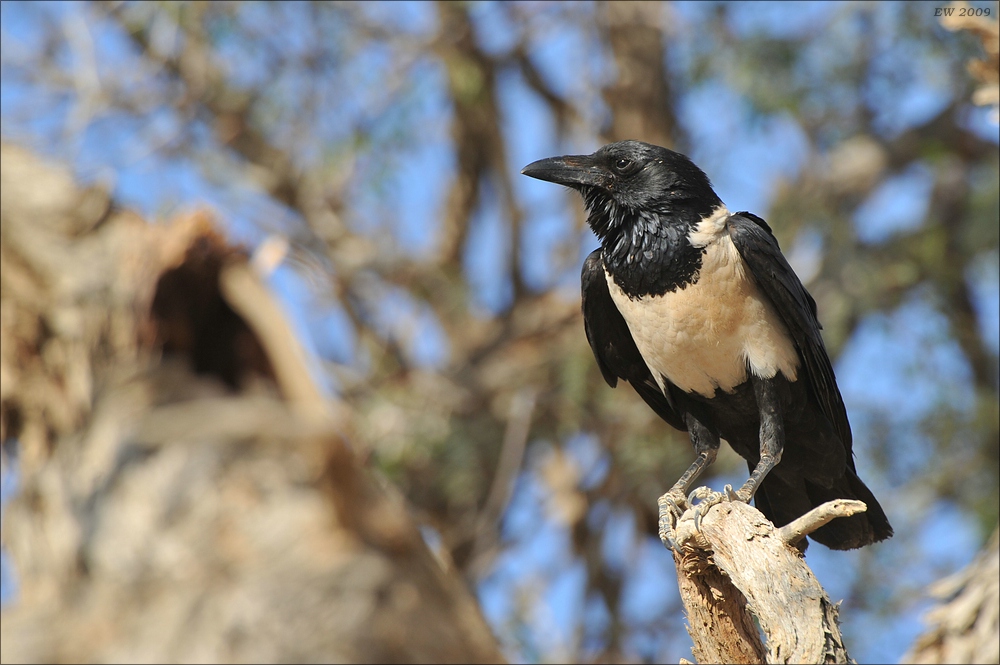 comp Namibia 09 00871