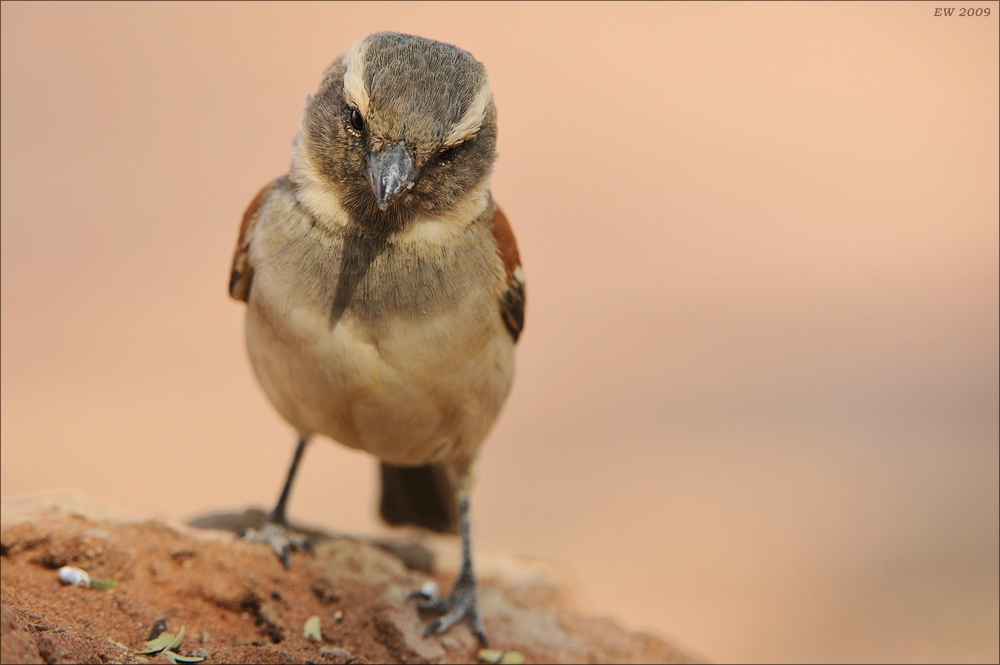 comp Namibia 09 02143
