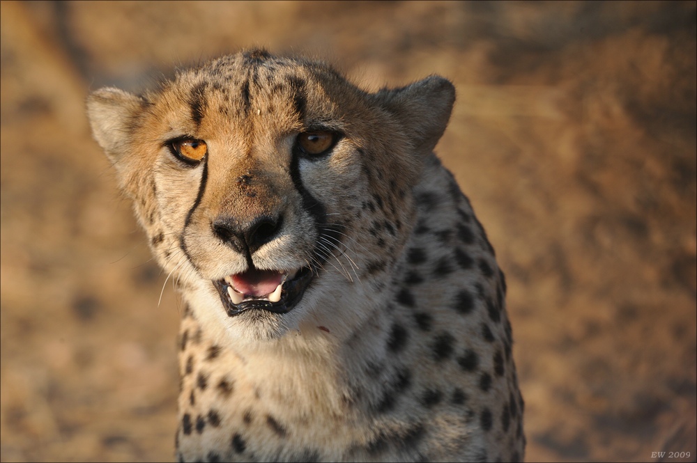 comp Namibia 09 07111