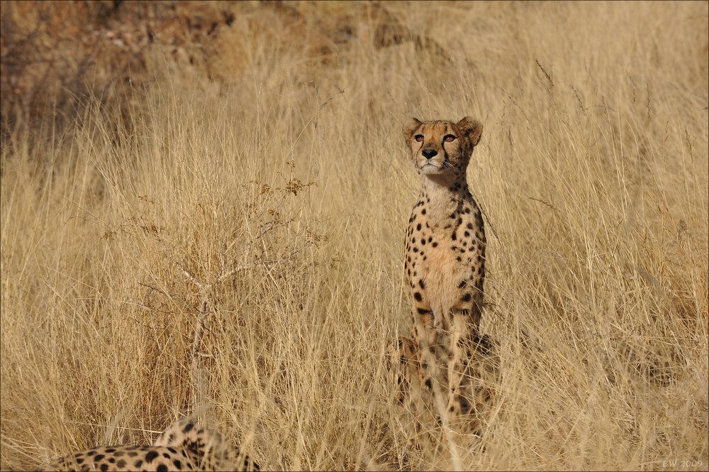 comp Namibia 09 07293