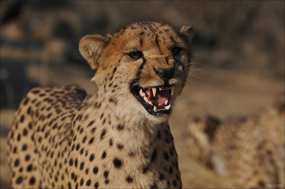 comp Namibia 09 07629