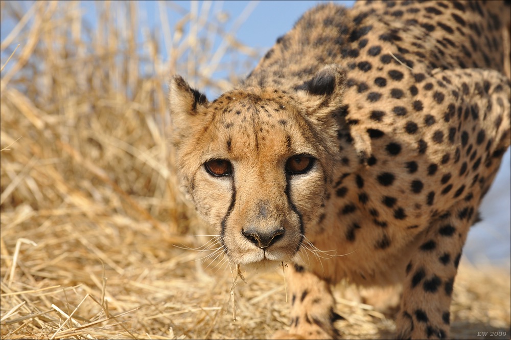 comp Namibia 09 08065