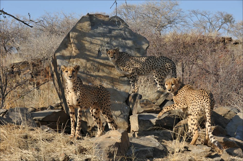 comp Namibia 09 08297