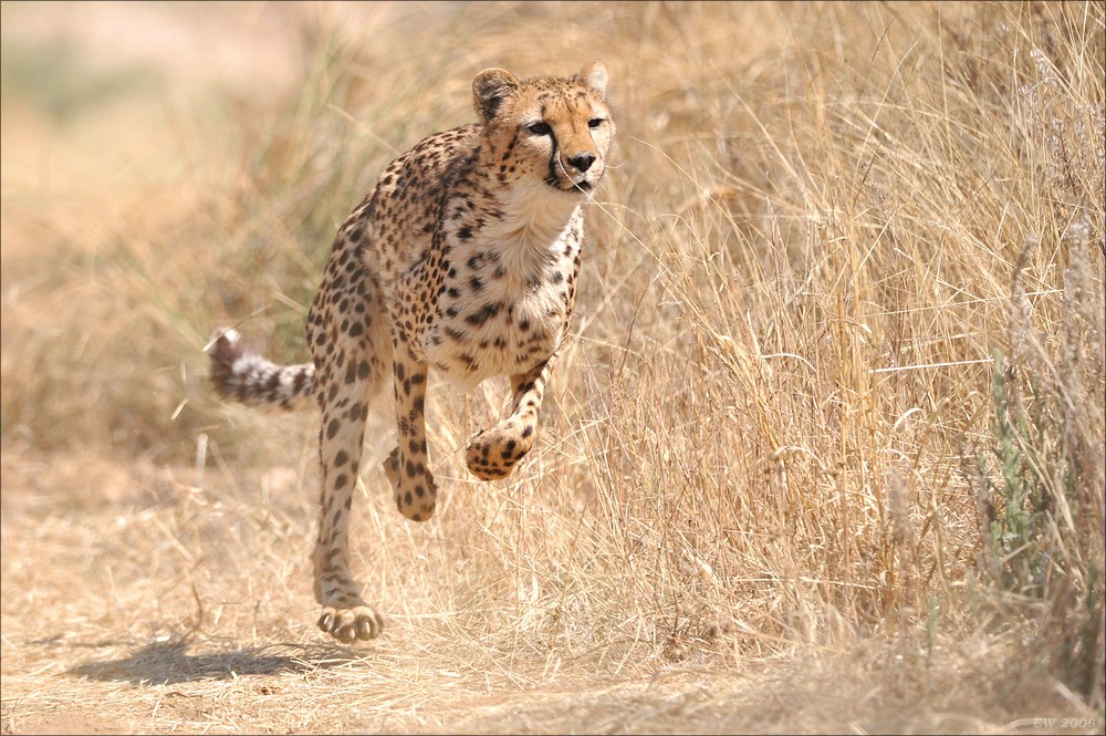 comp Namibia 09 08954