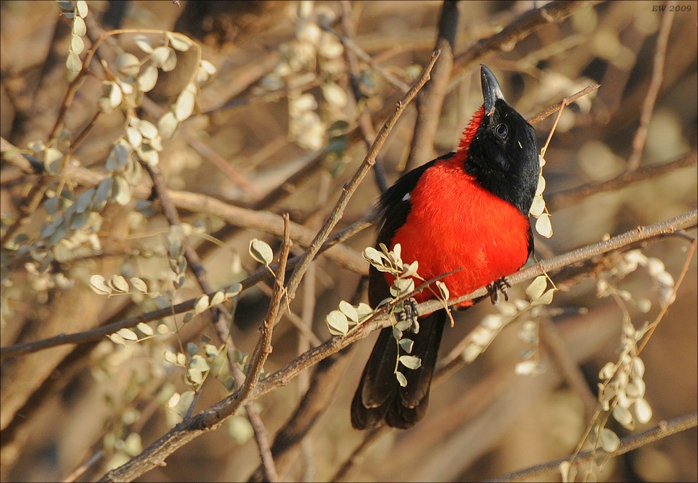 comp Namibia 09 09126