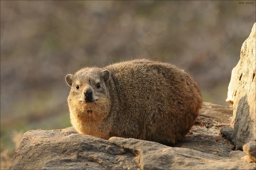 comp Namibia 09 09175