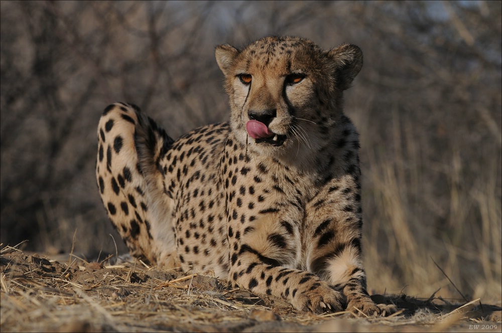 comp Namibia 09 09236
