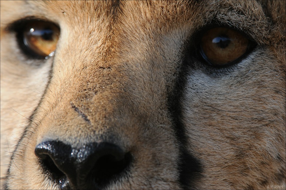 comp Namibia 09 09483
