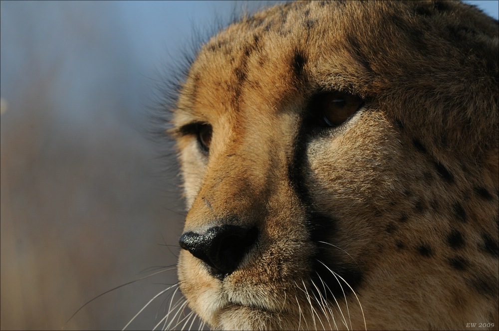 comp Namibia 09 09527