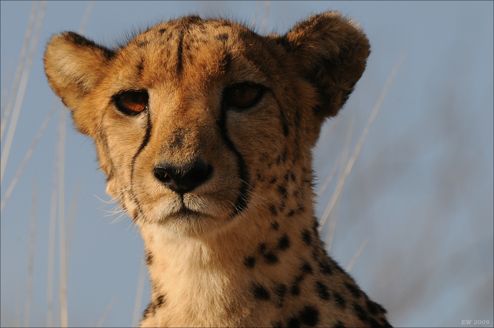 comp Namibia 09 09535