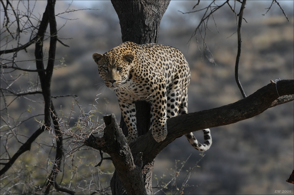comp Namibia 09 09641