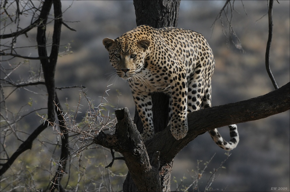 comp Namibia 09 09641a