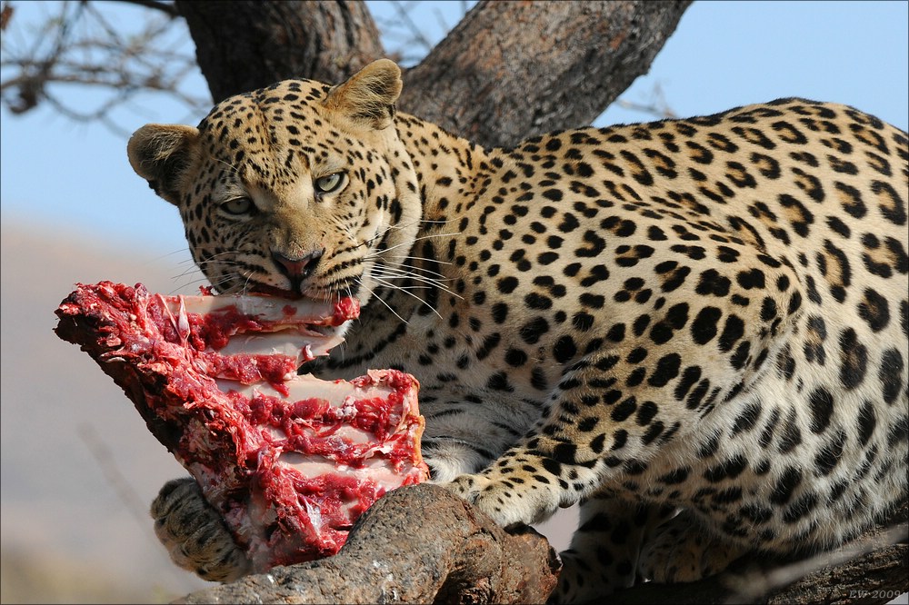 comp Namibia 09 09982