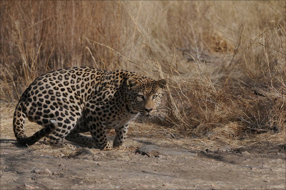 comp Namibia 09 10042