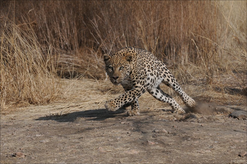 comp Namibia 09 10047