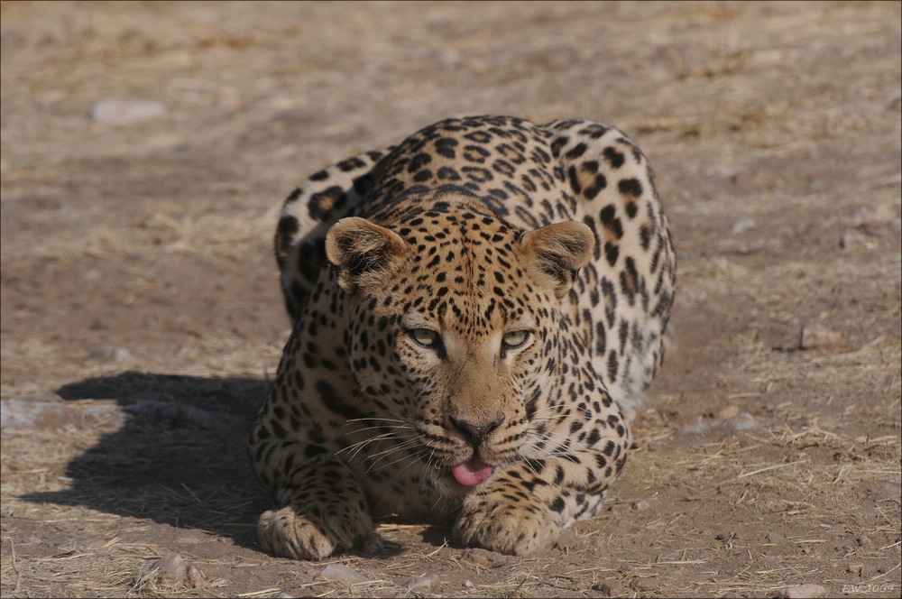 comp Namibia 09 10055
