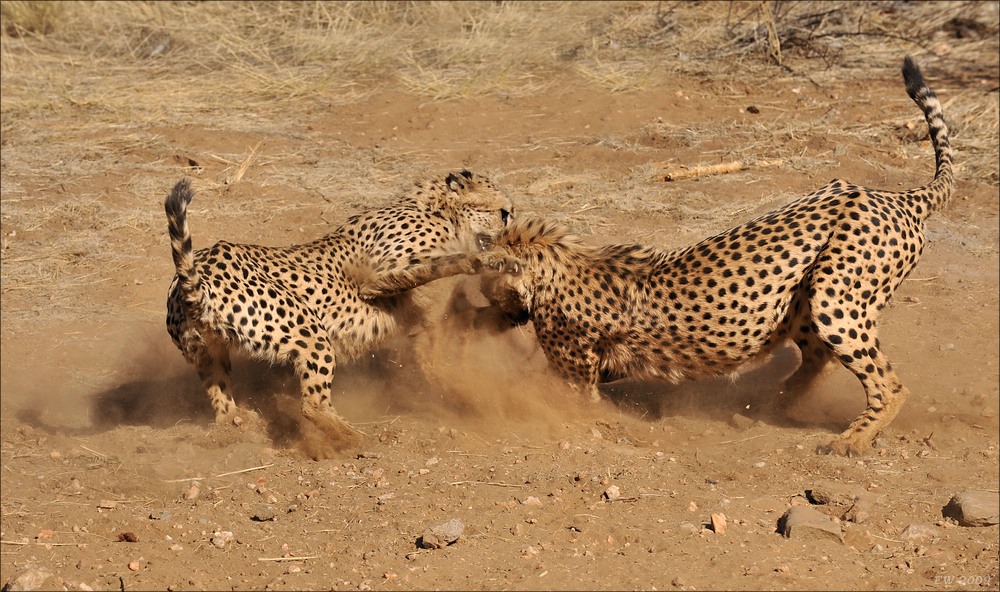 comp Namibia 09 10731