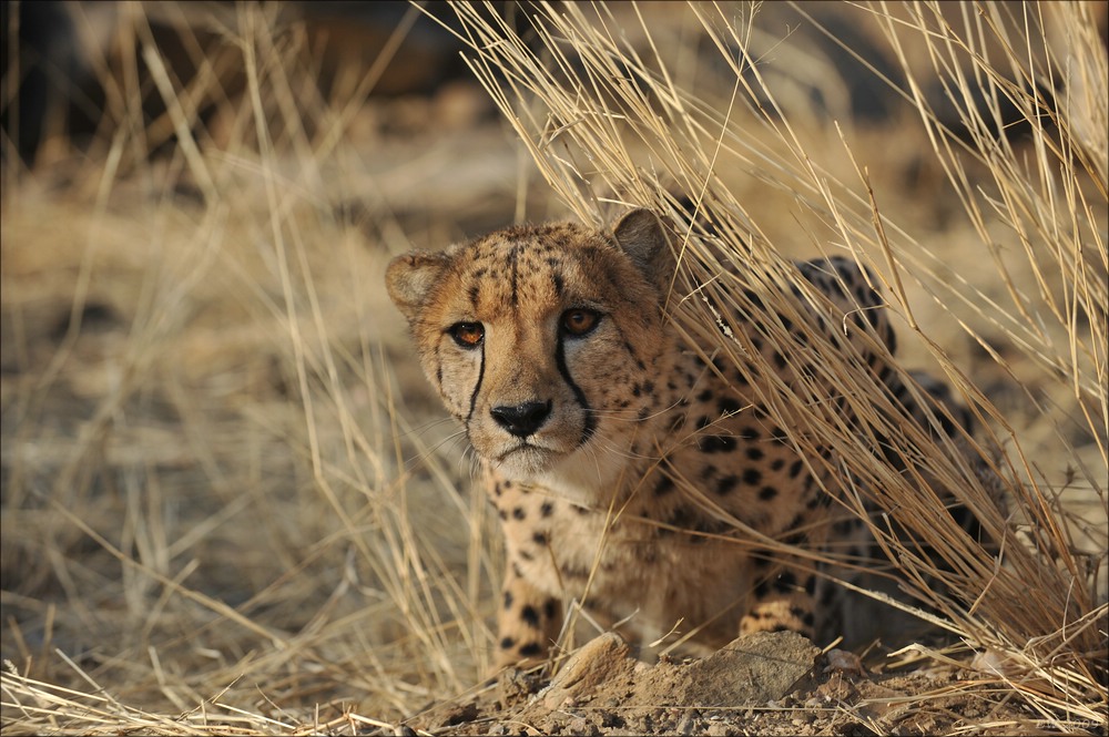 comp Namibia 09 11030