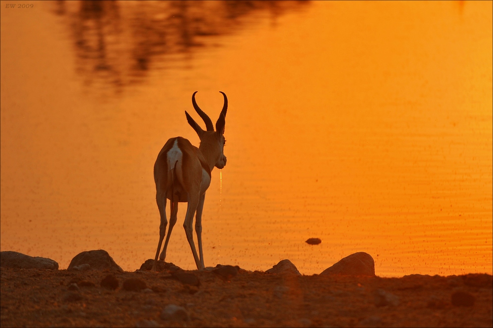 comp Namibia 09 11479