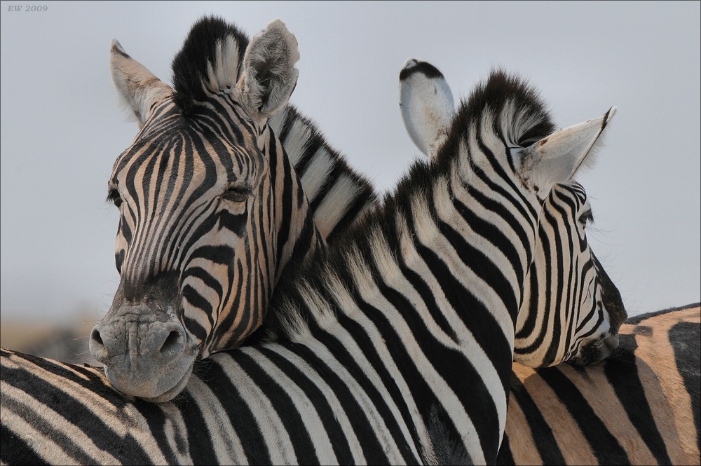 comp Namibia 09 12329