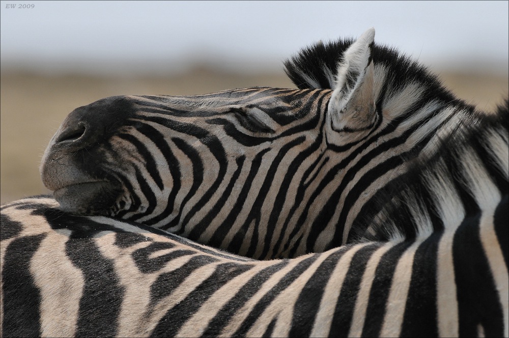 comp Namibia 09 12433