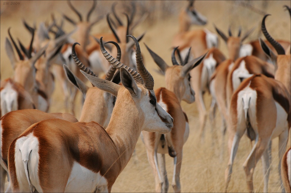 comp Namibia 09 12489