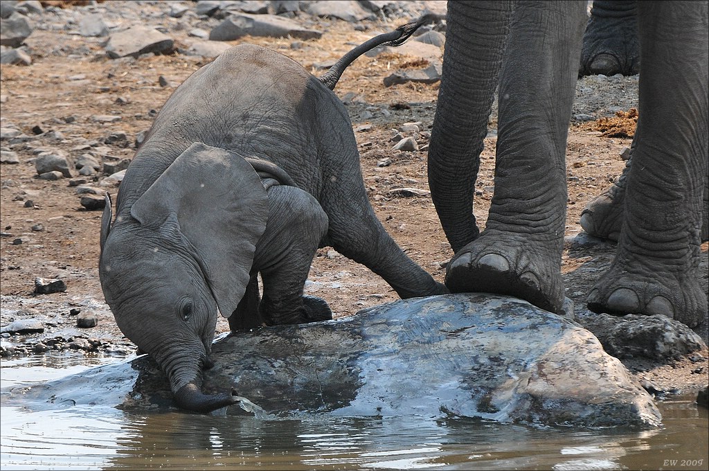 comp Namibia 09 12629