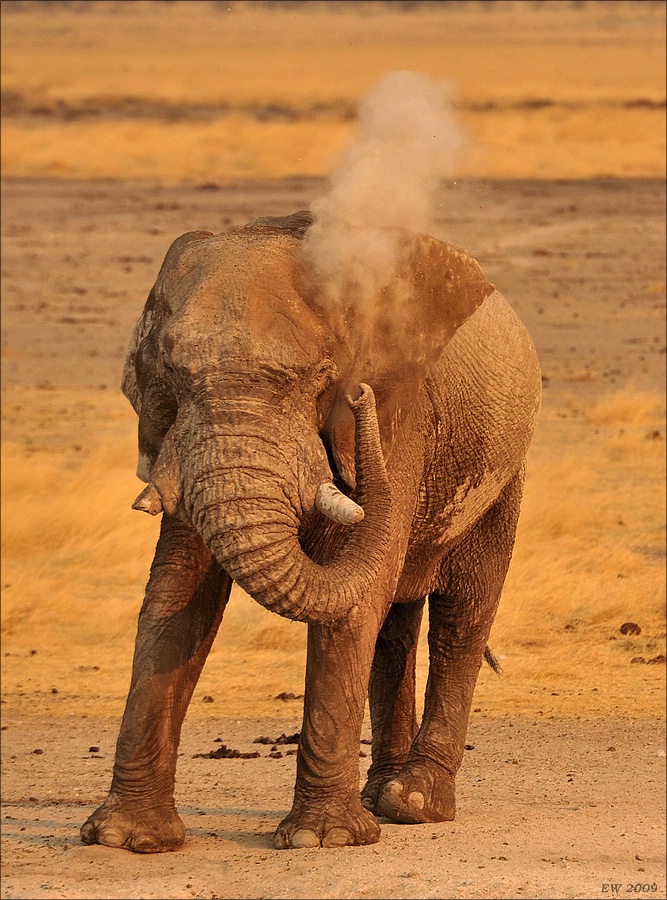 comp Namibia 09 14541