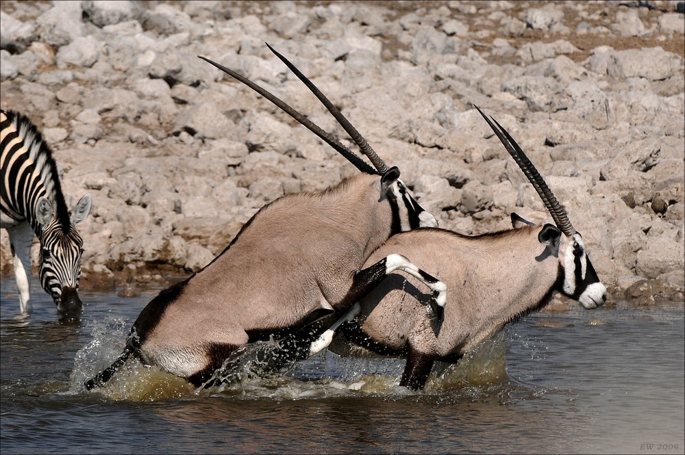 comp Namibia 09 15460