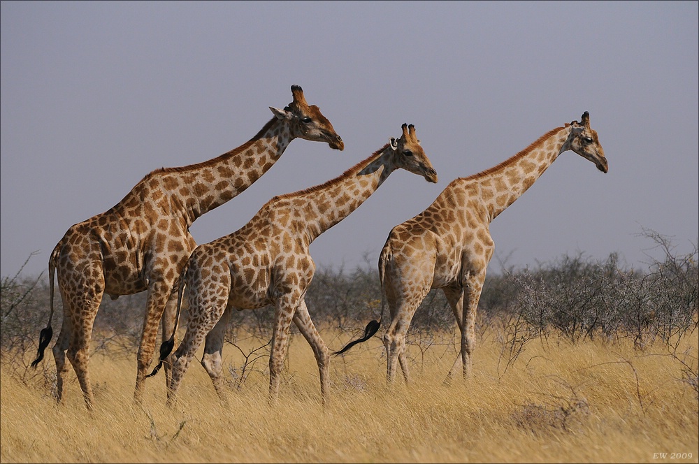 comp Namibia 09 15538