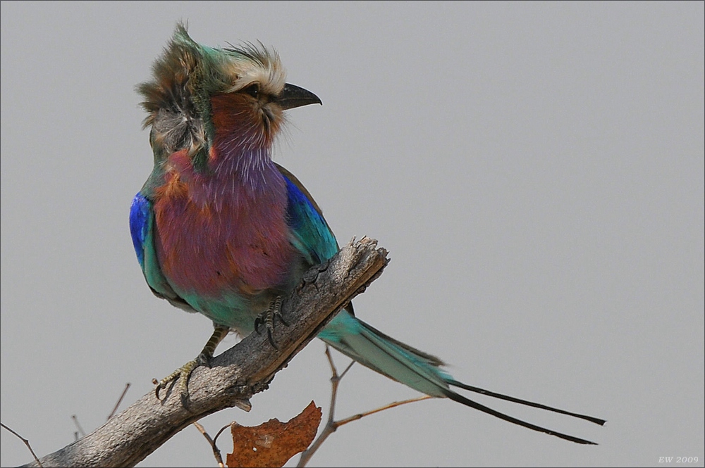 comp Namibia 09 15826