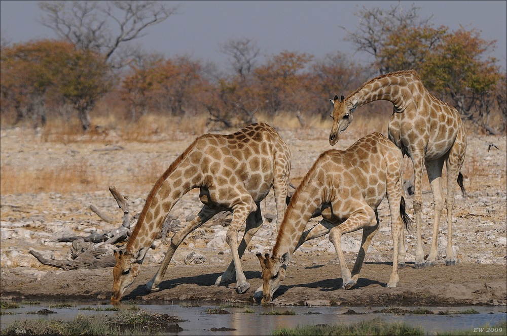 comp Namibia 09 16420