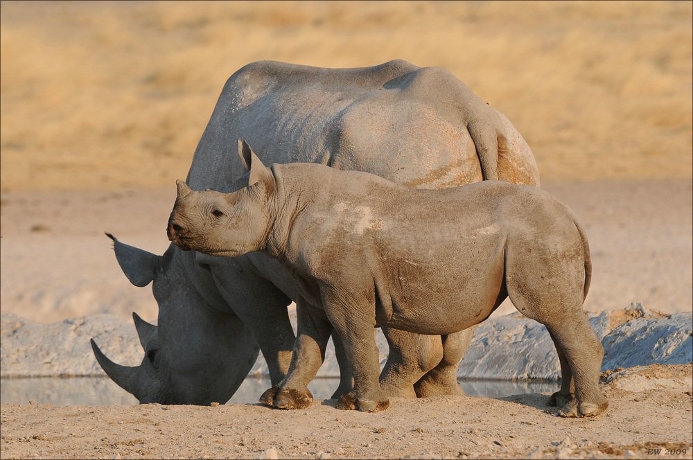 comp Namibia 09 17232