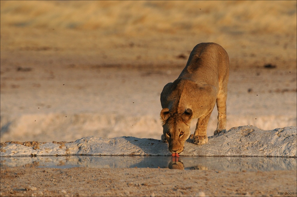 comp Namibia 09 17454