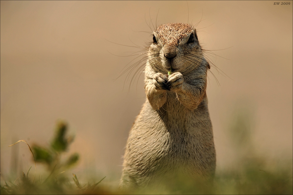 comp Namibia 09 17967