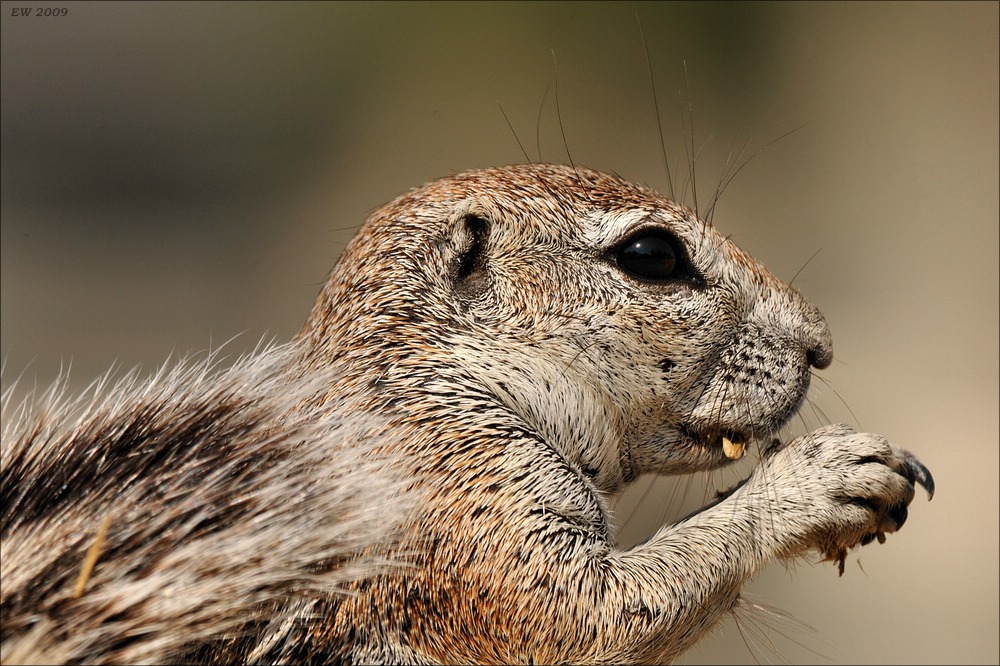comp Namibia 09 18326